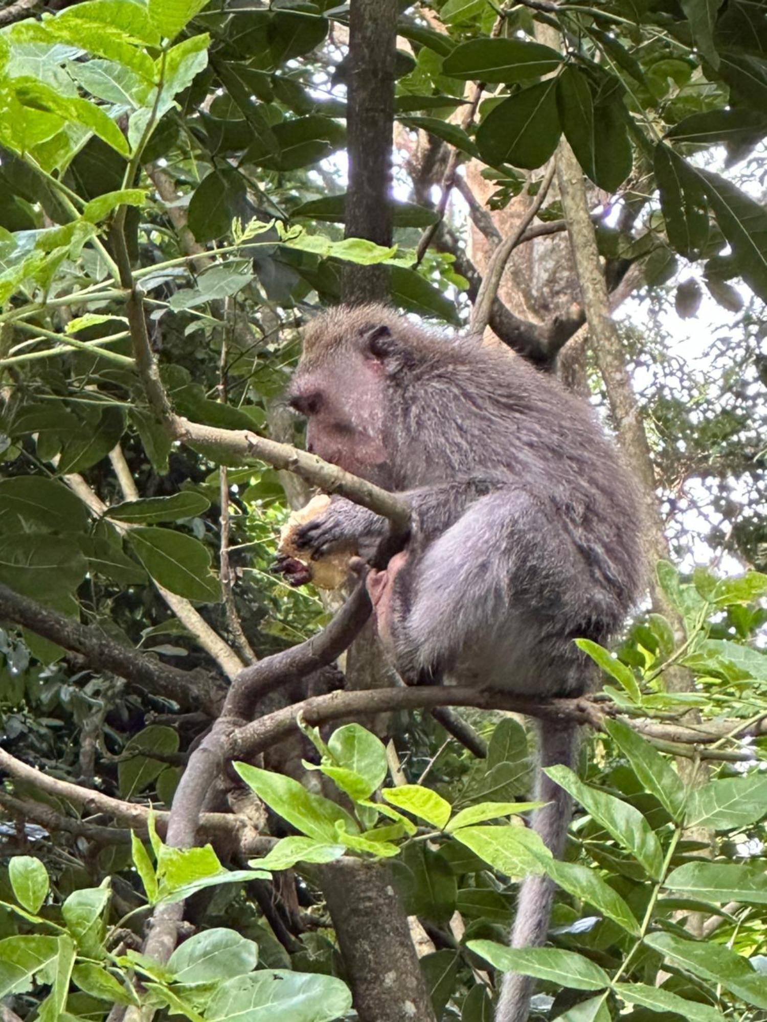 Brata Inn Ubud Εξωτερικό φωτογραφία
